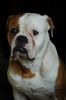 American Bulldog Foto: maos snow kingdom -belgrade (ID 39899) American Bulldog Hund