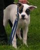 American Bulldog Foto: Silver-Moon-Bull´s Dark Angel als Baby (ID 18992) American Bulldog Hund