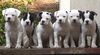 American Bulldog Foto: unsere Welpen (ID 19214) American Bulldog Hund