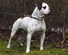 American Bulldog Foto: CH.Boyd's Thunderstruck (ID 28589) American Bulldog Hund