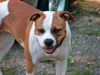 American Bulldog Foto: Cha-Cha (ID 40327) American Bulldog Hund