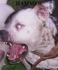 American Bulldog Foto: Hammer Mao's Snow KINGDOM (ID 32004) American Bulldog Hund