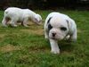 American Bulldog Hund