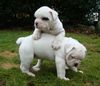 American Bulldog Hund