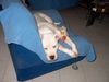 American Bulldog Foto: ach war das ein schwerer tag!! erst mal ausruhen. (ID 35412) American Bulldog Hund