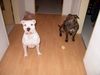 American Bulldog Foto: Angel & Tyson( staff-mix): Sind wir nicht ein traumpaar. (ID 35413) American Bulldog Hund