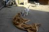 American Bulldog Foto: Hey ich zieh Dich weg :o) (ID 23336) American Bulldog Hund