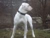 American Bulldog Foto: bandit 10 monate (ID 29322) American Bulldog Hund