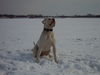 American Bulldog Foto: bandit 12 monate (ID 30131) American Bulldog Hund