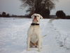 American Bulldog Foto: bandit 12 monate (ID 30129) American Bulldog Hund