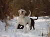 American Bulldog Foto: bandit 12 monate (ID 30130) American Bulldog Hund