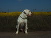 American Bulldog Foto: bandit (ID 38565) American Bulldog Hund
