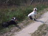 American Bulldog Foto: bandit und sein treuer kamerad lenox (ID 38566) American Bulldog Hund