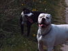 American Bulldog Foto: was los (ID 39360) American Bulldog Hund