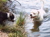 American Bulldog Foto: das ist mein see (ID 39359) American Bulldog Hund