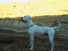 American Bulldog Hund