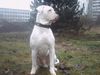 American Bulldog Foto: bandit 10 monate (ID 29321) American Bulldog Hund