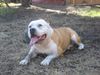 American Bulldog Foto: Joys Papa (ID 23664) American Bulldog Hund