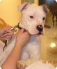 American Bulldog Foto: Hot Blooded Ice Fire (ID 19661) American Bulldog Hund