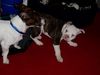 American Bulldog Foto: Goofy und Ocean (ID 20555) American Bulldog Hund