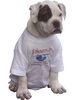 American Bulldog Foto: Phoenix Bulls (ID 13815) American Bulldog Hund