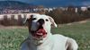 American Bulldog Foto: Cherokee\'s Amy (Gina) (ID 6785) American Bulldog Hund