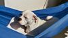 American Bulldog Foto: Cherokee's Amy (Gina) (ID 6784) American Bulldog Hund
