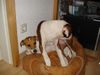 American Bulldog Foto: Wat isn da an meinen Po (ID 39060) American Bulldog Hund