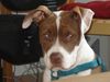 American Bulldog Foto: Nicki mit 6 monaten (ID 39062) American Bulldog Hund