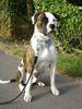 American Bulldog Foto: Bodo wird erwachsener (ID 5231) American Bulldog Hund