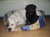 American Bulldog Foto: White Bull´s Miracle mit Freund Snoopy! (ID 1145) American Bulldog Hund