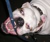 American Bulldog Foto: Chilli...Moscow (ID 31851) American Bulldog Hund
