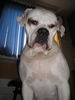 American Bulldog Foto: Chilingher Patrik's lady... (ID 31850) American Bulldog Hund