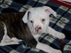American Bulldog Foto: Ocean 9 Wochen alt (ID 20429) American Bulldog Hund
