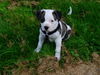American Bulldog Foto: Shanty 7 1/2 Wochen (ID 25175) American Bulldog Hund