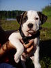 American Bulldog Foto: Shanty 7 1/2 Wochen (ID 25174) American Bulldog Hund