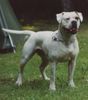 American Bulldog Foto: Mama Champion Phoebe (ID 19215) American Bulldog Hund