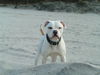 American Bulldog Hund