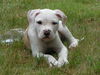 American Bulldog Hund