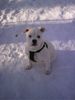 American Bulldog Foto: Stella (15 Wo.) (ID 28789) American Bulldog Hund