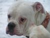 American Bulldog Foto: snoopy, american bulldog (ID 21573) American Bulldog Hund
