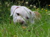 American Bulldog Hund