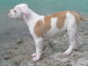 American Bulldog Hund