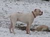 American Bulldog Foto: snoopy, american bulldog (ID 21574) American Bulldog Hund