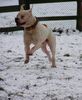 American Bulldog Foto: snoopy, american bulldog (ID 21576) American Bulldog Hund