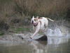 American Bulldog Hund