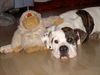 American Bulldog Foto: Lenox und sein bester Kumpel (ID 25144) American Bulldog Hund