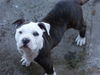 American Bulldog Foto: Das bin ich (ID 38243) American Bulldog Hund