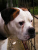 American Bulldog Foto: Mao Dafna's (ID 34528) American Bulldog Hund