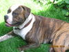 American Bulldog Foto: AMBIS,Beograd,SRBIJA (ID 32131) American Bulldog Hund